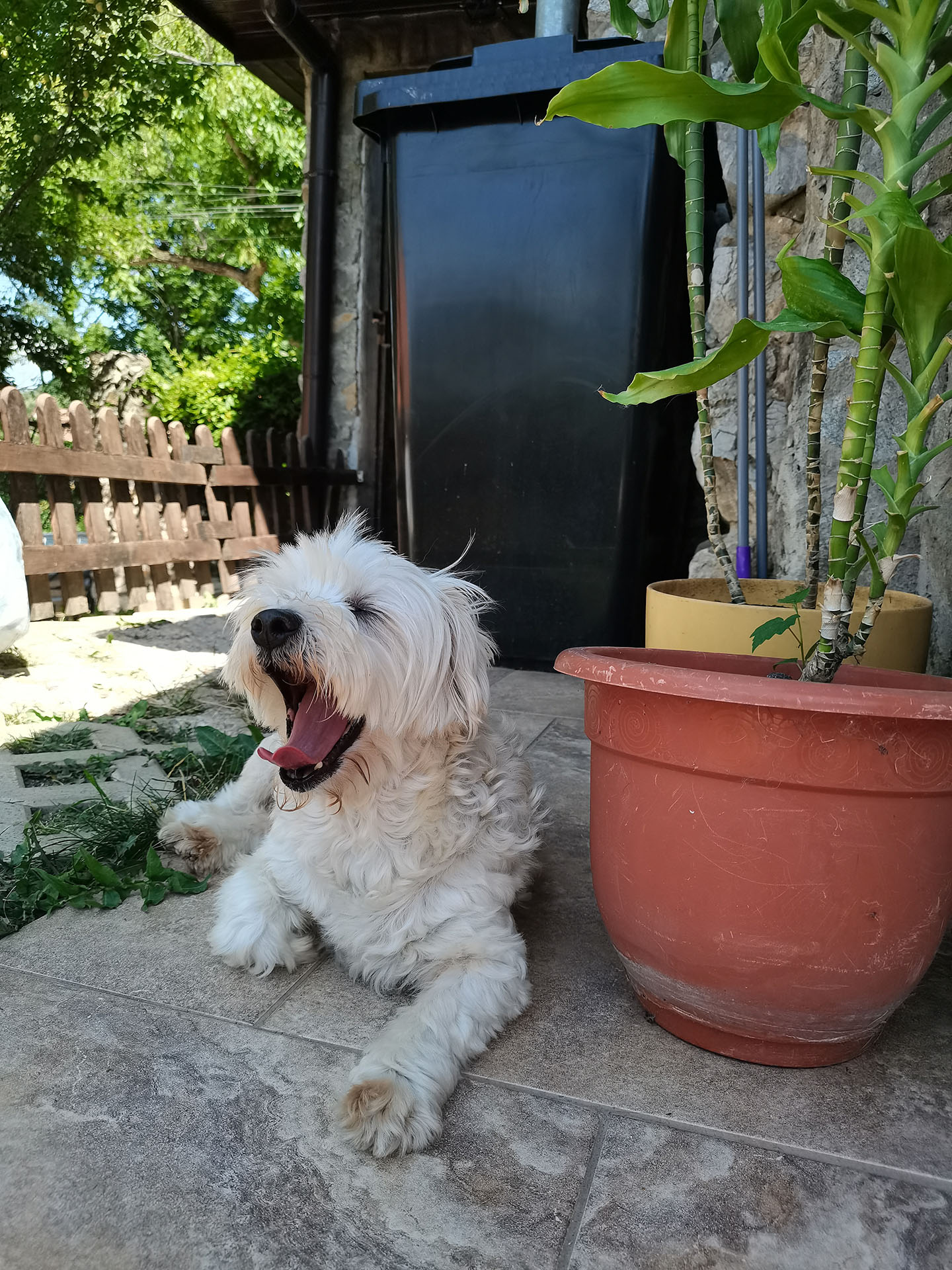 Cățelușa Loli