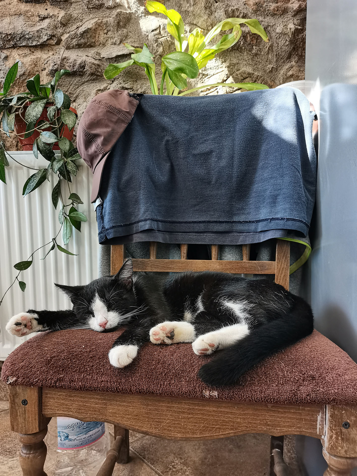 Pisică la Casa Dolly